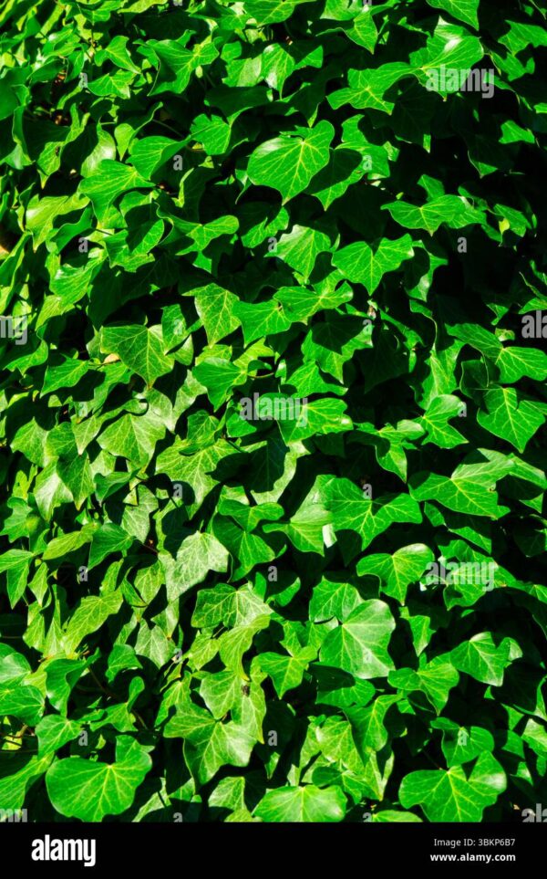 Close-up view of vibrant green ivy leaves covering a surface, forming a dense natural texture.
