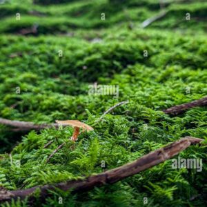 Close-up of a small mushroom growing among lush green moss on a forest floor, with tall trees and sunlight in the blurred background.