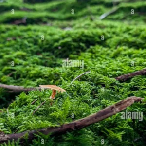 Close-up of a small mushroom growing among lush green moss on a forest floor, with tall trees and sunlight in the blurred background.