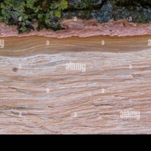 Close-up of cut wood surface showing natural grain texture with a small tick crawling across it.