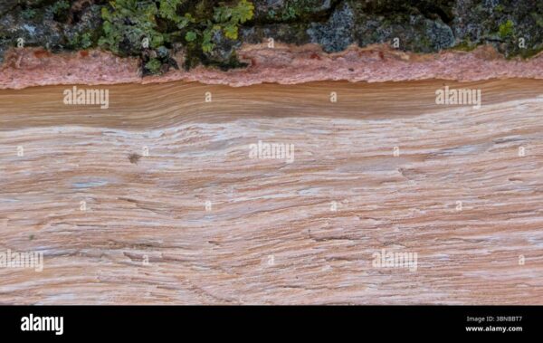 Close-up of cut wood surface showing natural grain texture with a small tick crawling across it.