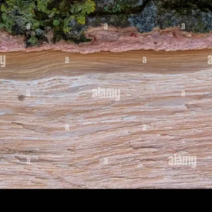 Close-up of cut wood surface showing natural grain texture with a small tick crawling across it.