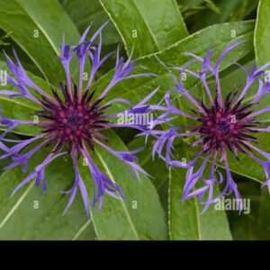 Close-up of two purple mountain cornflower (Centaurea montana) blossoms with spiky petals, set against green leaves.