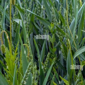 Single red poppy flower standing tall in a green wheat field, creating a striking contrast of color and texture.