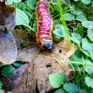 Close-up of a large colorful caterpillar crawling on a dry leaf in green grass.