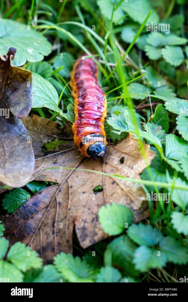 Close-up of a large colorful caterpillar crawling on a dry leaf in green grass.