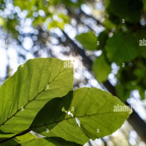 Close-up of green leaves backlit by sunlight in a forest, with blurred trees and bokeh in the background.