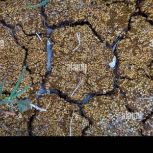 Close-up of cracked and dried moss-covered ground with small plants growing between the gaps.