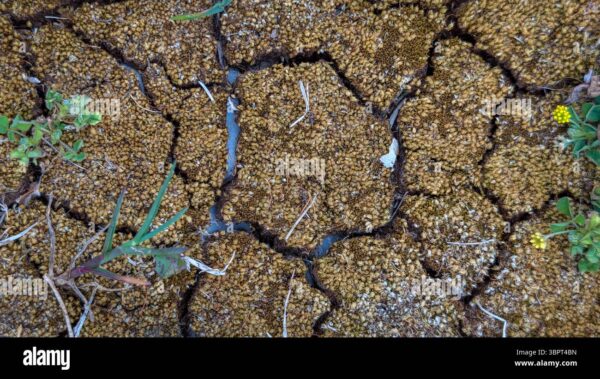 Close-up of cracked and dried moss-covered ground with small plants growing between the gaps.