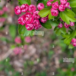 Close-up of vibrant pink double-flowered hawthorn blossoms with green leaves in springtime.