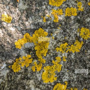 Close-up of yellow and orange lichen growing on rough stone surface, natural texture background.