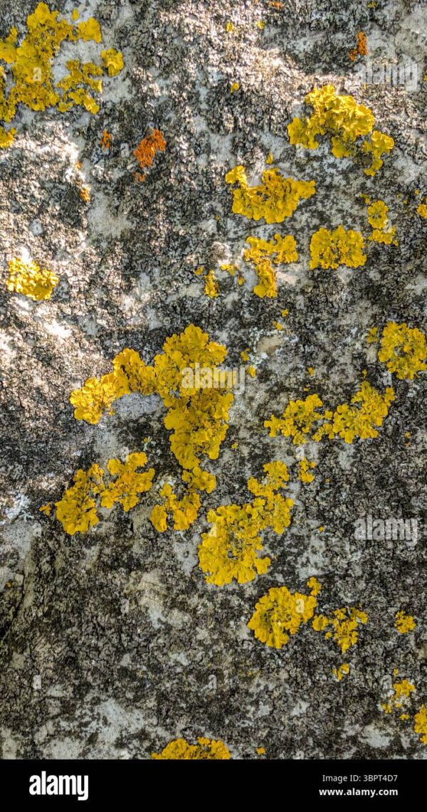 Close-up of yellow and orange lichen growing on rough stone surface, natural texture background.