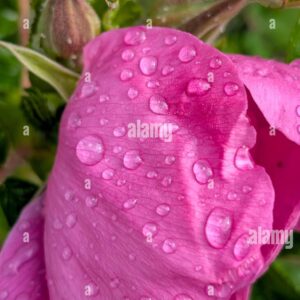 Close-up of a pink flower petal covered in raindrops with a green blurred background.