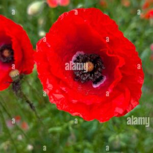 Close-up of a bright red poppy flower in full bloom with blurred green background.