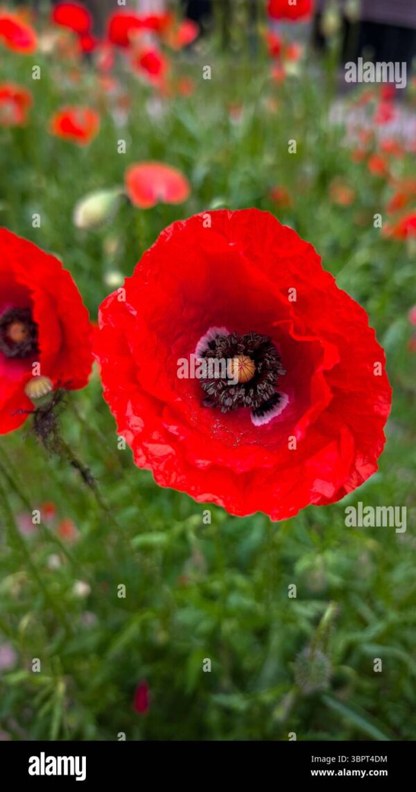 Close-up of a bright red poppy flower in full bloom with blurred green background.