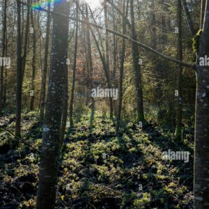 Sunlight shining through a forest with tall bare trees, casting long shadows and creating a rainbow lens flare.
