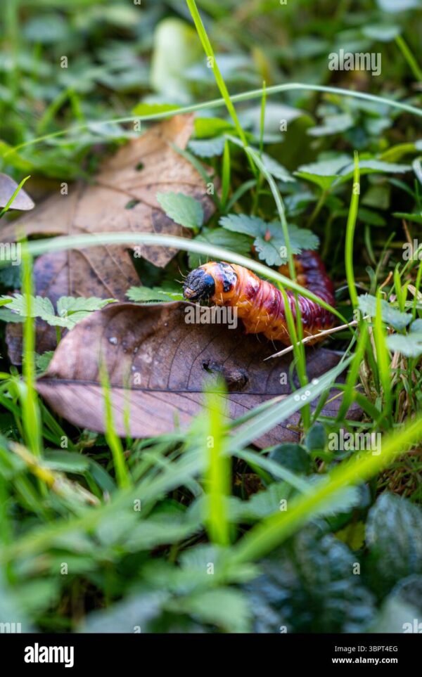 Close-up of a large caterpillar crawling over a dry leaf among grass and green plants.