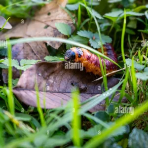 Close-up of a large caterpillar crawling over a dry leaf among grass and green plants.