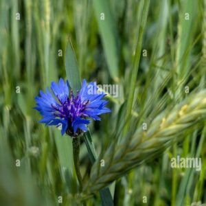 Close-up of a vibrant blue cornflower growing among green wheat stalks in a field.