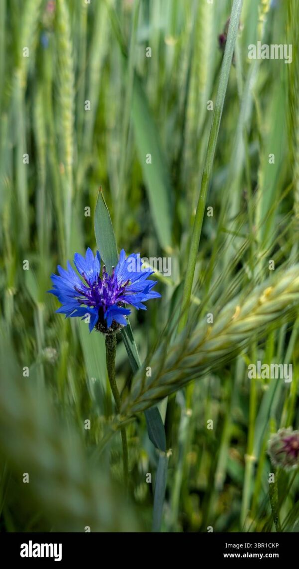 Close-up of a vibrant blue cornflower growing among green wheat stalks in a field.